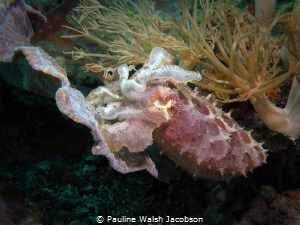Broadclub Cuttlefish, Sepia latimanus, Tanjung Kubur, Lem... by Pauline Walsh Jacobson 